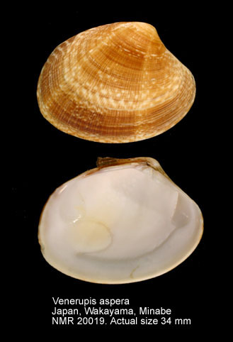 Venerupis aspera.jpg - Venerupis aspera(Quoy & Gaimard,1835)